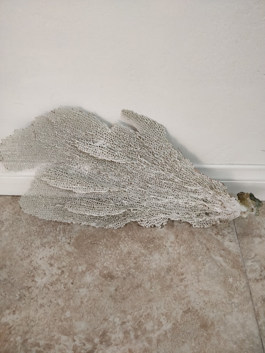 Natural Sea Coral Fan